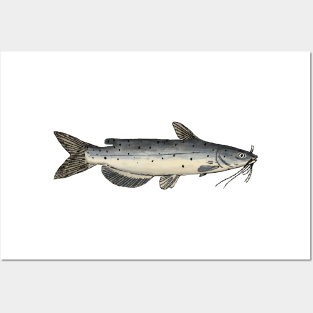 Channel Catfish (Juvenile) Posters and Art